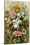 Orchidae Nature by Ernst Haeckel-null-Mounted Art Print