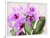 Orchidee selvagge-Sergio Jannace-Framed Art Print