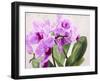 Orchidee selvagge-Sergio Jannace-Framed Art Print