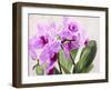 Orchidee selvagge-Sergio Jannace-Framed Art Print