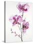 Orchids 1-Karin Johannesson-Stretched Canvas