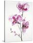 Orchids 1-Karin Johannesson-Stretched Canvas