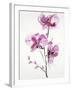 Orchids 1-Karin Johannesson-Framed Art Print