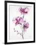 Orchids 1-Karin Johannesson-Framed Art Print