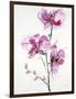 Orchids 1-Karin Johannesson-Framed Art Print