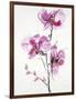 Orchids 1-Karin Johannesson-Framed Art Print