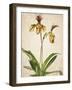 Orchids 1-Kimberly Allen-Framed Art Print