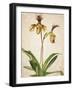 Orchids 1-Kimberly Allen-Framed Art Print