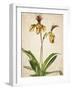 Orchids 1-Kimberly Allen-Framed Art Print