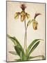 Orchids 1-Kimberly Allen-Mounted Art Print