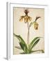 Orchids 1-Kimberly Allen-Framed Art Print