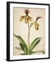 Orchids 1-Kimberly Allen-Framed Art Print