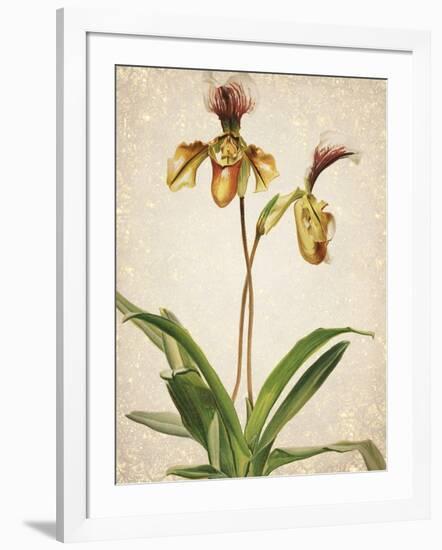 Orchids 1-Kimberly Allen-Framed Art Print