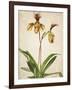 Orchids 1-Kimberly Allen-Framed Art Print