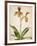 Orchids 1-Kimberly Allen-Framed Art Print