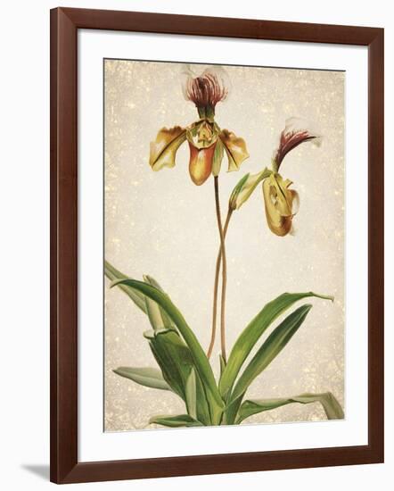 Orchids 1-Kimberly Allen-Framed Art Print