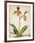 Orchids 1-Kimberly Allen-Framed Art Print