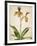 Orchids 1-Kimberly Allen-Framed Art Print