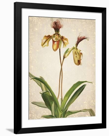 Orchids 1-Kimberly Allen-Framed Art Print