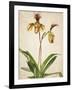 Orchids 1-Kimberly Allen-Framed Art Print