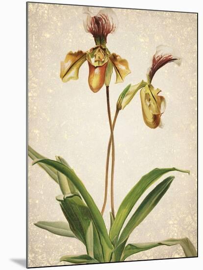 Orchids 1-Kimberly Allen-Mounted Art Print