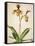 Orchids 1-Kimberly Allen-Framed Stretched Canvas