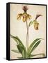Orchids 1-Kimberly Allen-Framed Stretched Canvas