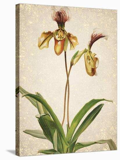 Orchids 1-Kimberly Allen-Stretched Canvas