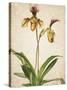 Orchids 1-Kimberly Allen-Stretched Canvas