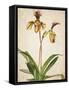 Orchids 1-Kimberly Allen-Framed Stretched Canvas