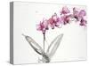 Orchids 2-Karin Johannesson-Stretched Canvas