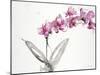 Orchids 2-Karin Johannesson-Mounted Art Print