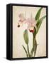 Orchids 2-Kimberly Allen-Framed Stretched Canvas