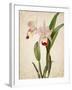 Orchids 2-Kimberly Allen-Framed Art Print