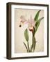 Orchids 2-Kimberly Allen-Framed Art Print