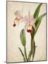 Orchids 2-Kimberly Allen-Mounted Art Print