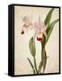 Orchids 2-Kimberly Allen-Framed Stretched Canvas