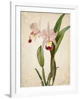 Orchids 2-Kimberly Allen-Framed Art Print