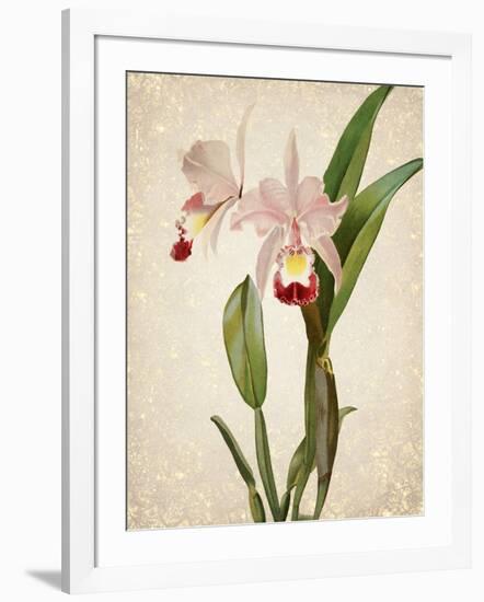 Orchids 2-Kimberly Allen-Framed Art Print