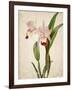 Orchids 2-Kimberly Allen-Framed Art Print