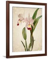 Orchids 2-Kimberly Allen-Framed Art Print