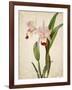 Orchids 2-Kimberly Allen-Framed Art Print