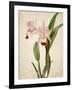 Orchids 2-Kimberly Allen-Framed Art Print