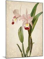 Orchids 2-Kimberly Allen-Mounted Art Print