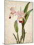 Orchids 2-Kimberly Allen-Mounted Art Print