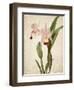 Orchids 2-Kimberly Allen-Framed Art Print