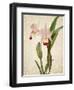 Orchids 2-Kimberly Allen-Framed Art Print