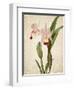 Orchids 2-Kimberly Allen-Framed Art Print