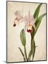 Orchids 2-Kimberly Allen-Mounted Art Print
