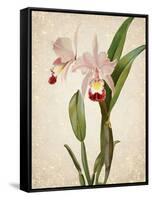 Orchids 2-Kimberly Allen-Framed Stretched Canvas